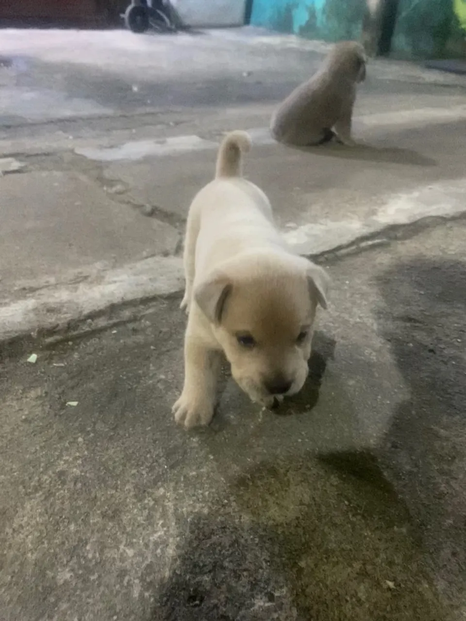 Filhote de cachorro adorável para adoção