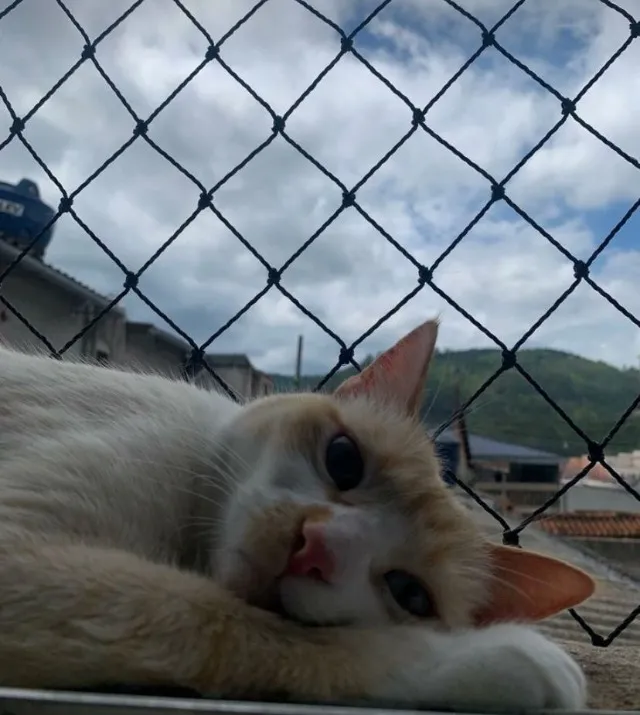 redes de proteção