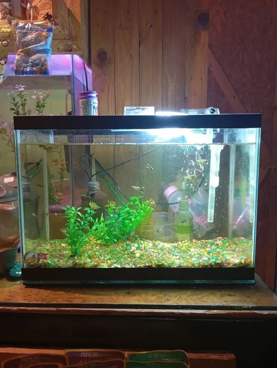 Aquário completo  - Foto 3