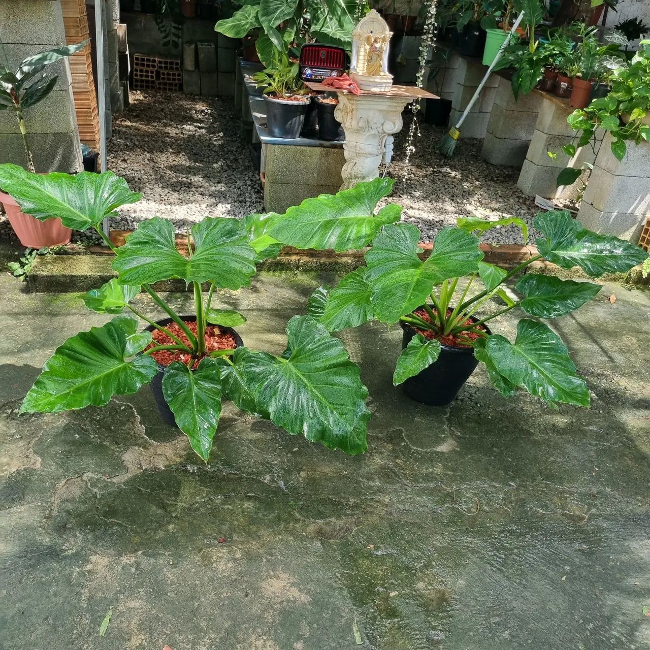 Philodendron ondulato  vaso grande. Planta para decoração.  - Foto 2