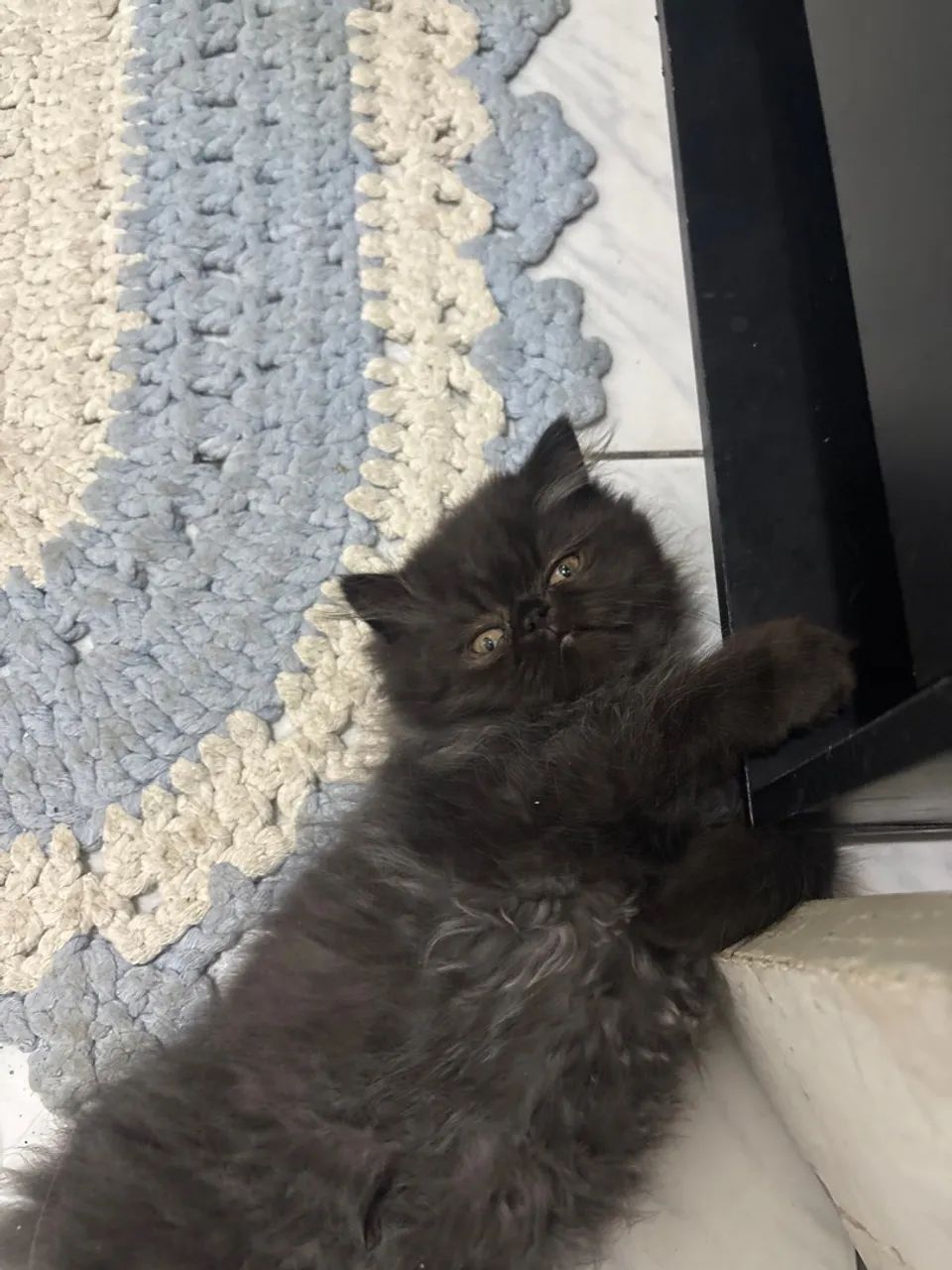 Gatinha persa   Pelos longos  fêmea