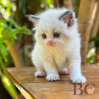 Ragdoll Femea e Macho Disponível 