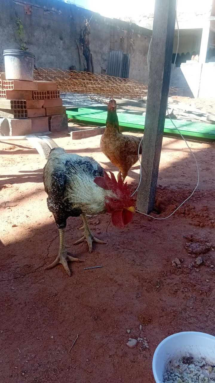 Galinha e Galo Caipira