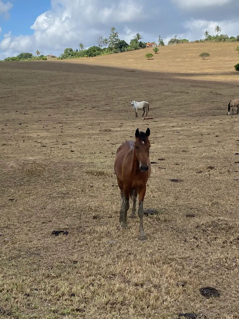 Pordo mangalarga  - Foto 2