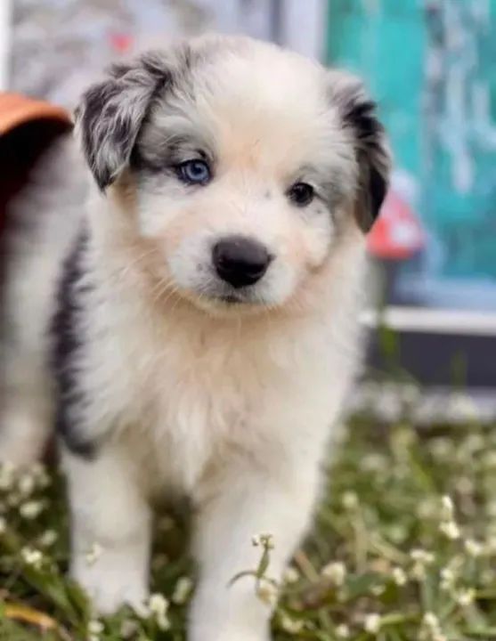 Border Collie - Grande São Paulo - Foto 4