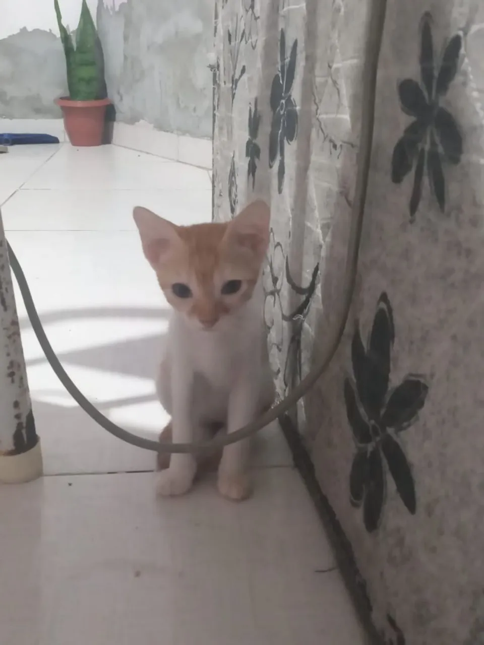 Gatinha fêmea para doação