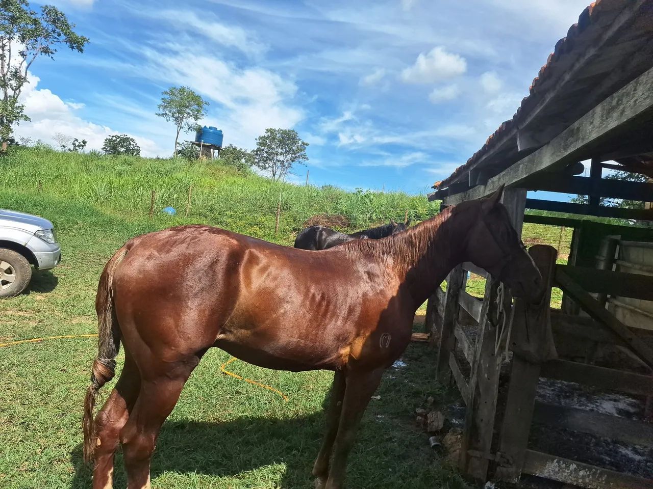 Cavalo mangalarga Machado registrado - Foto 6