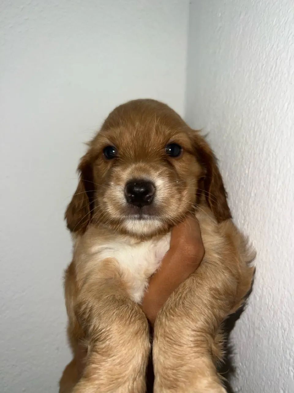 Filhote de Cocker Spaniel Inglês
