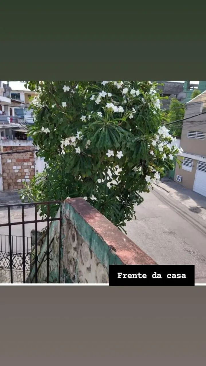 Foto - Salvador - Periperi