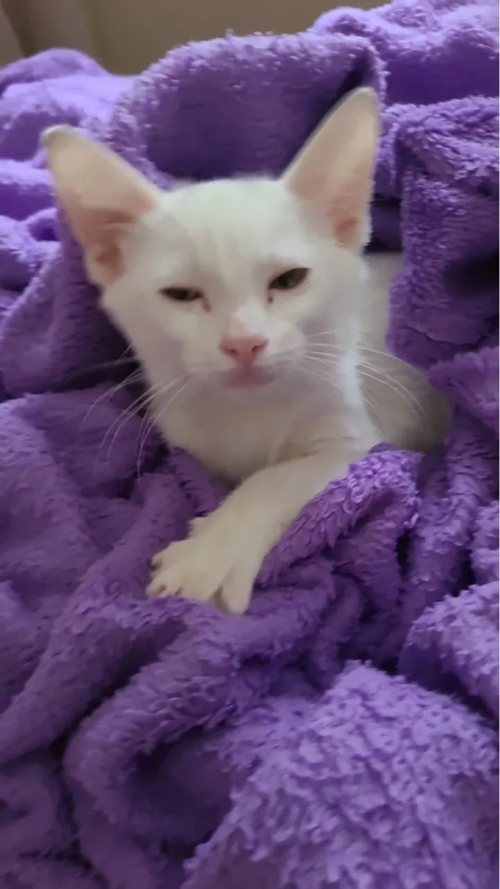 Doação de Linda Gatinha - Foto 4