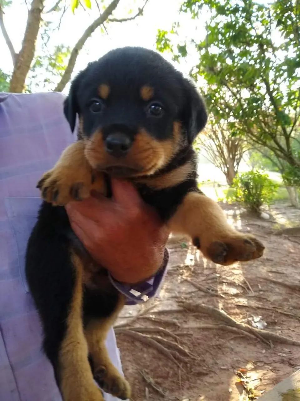Rottweiler último casal - Foto 2