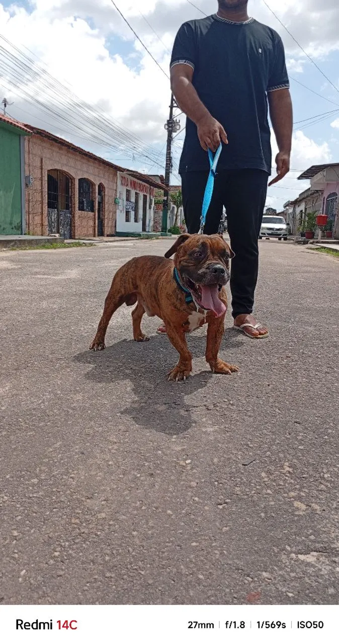 American Bully disponível para adoção