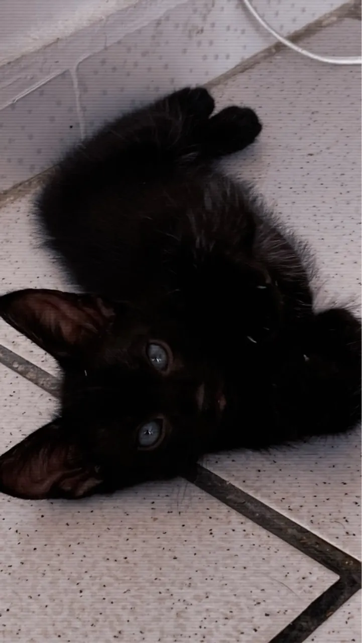 Gatinhos! PARA ADOÇÃO!