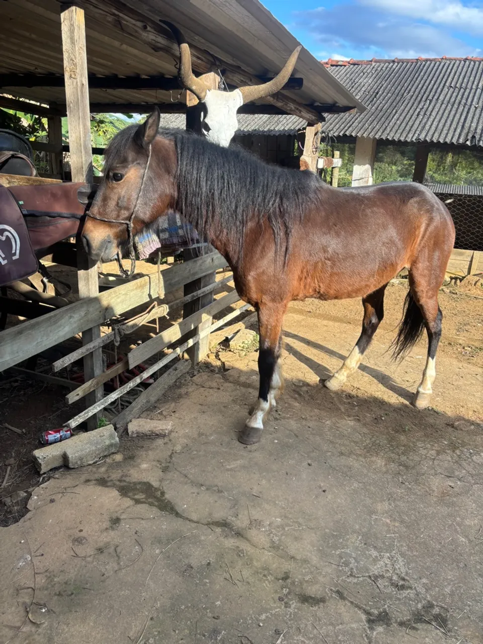 Cavalo para venda