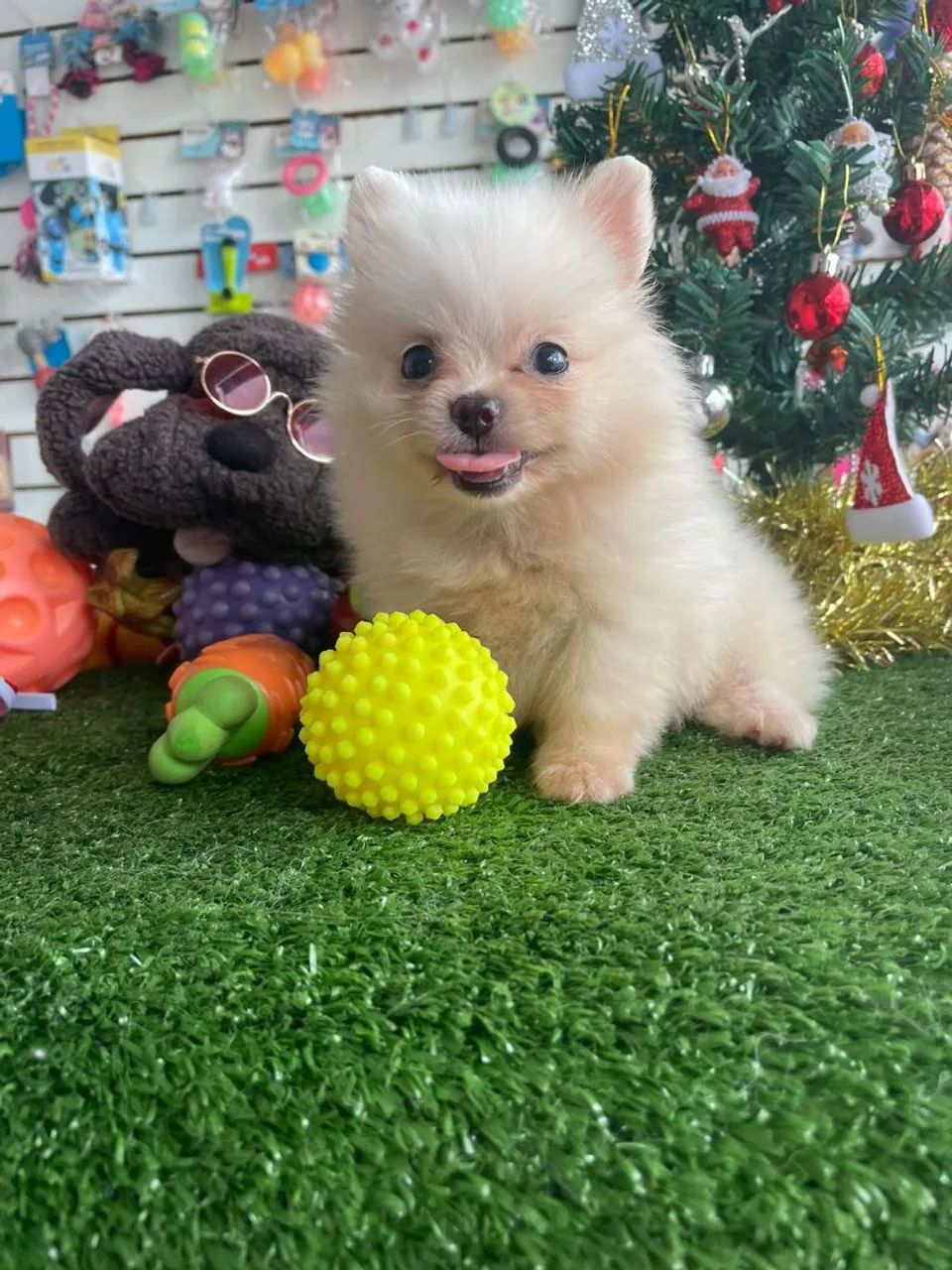 Spitz alemão fofinho e brincalhão 