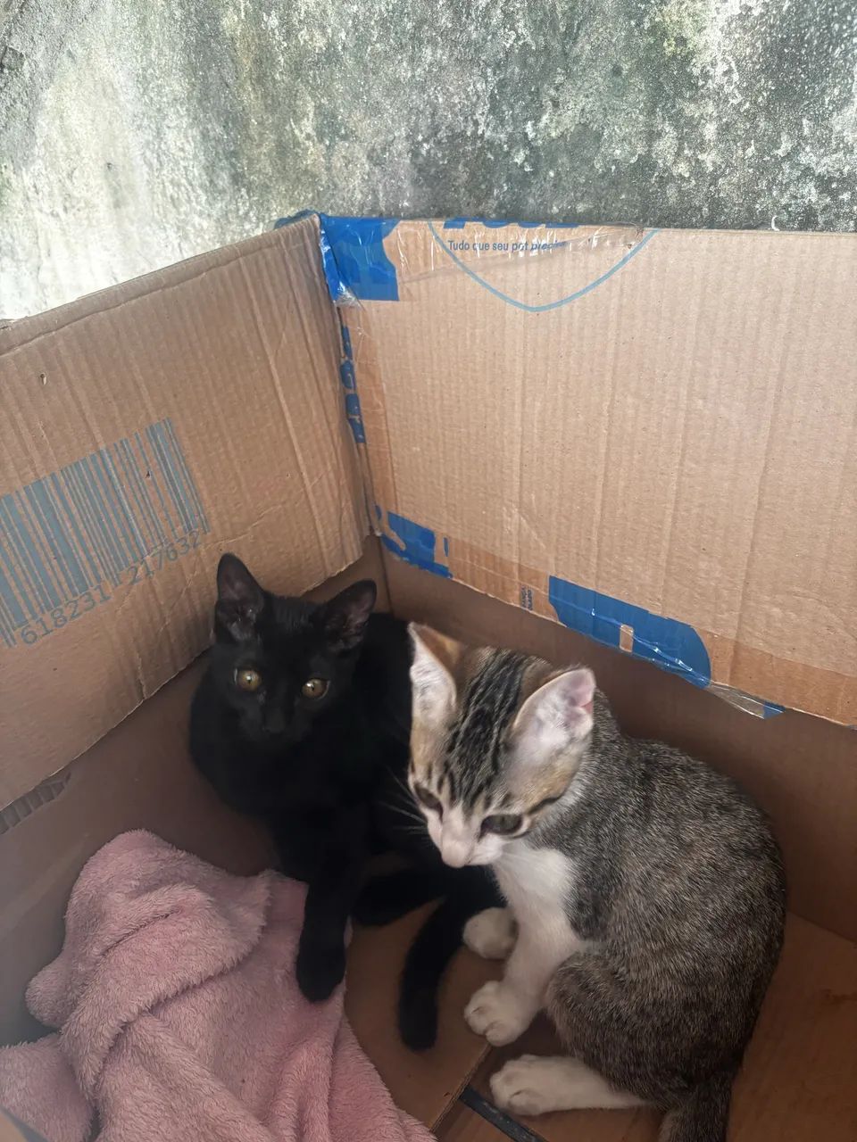 Filhotes de Gatos - Foto 2