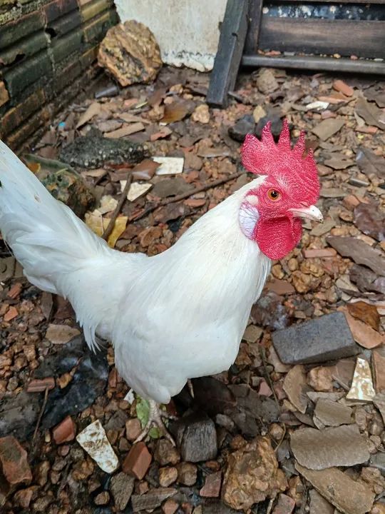 Garnizés a venda - Foto 3