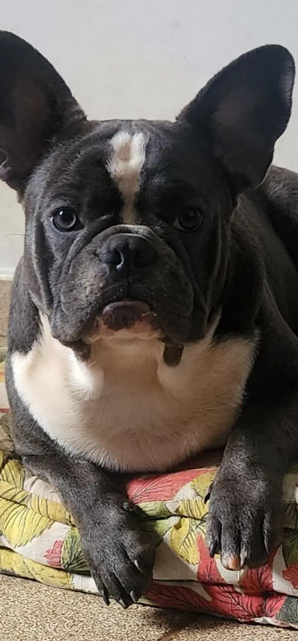 Padreador bulldog frances