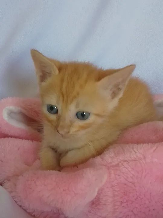 Gata laranja de olhos azuis com 40 dias