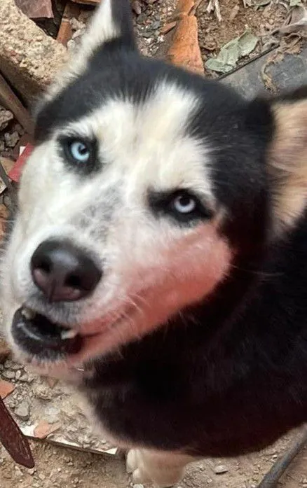 Husky Siberiano - Femea Disponível