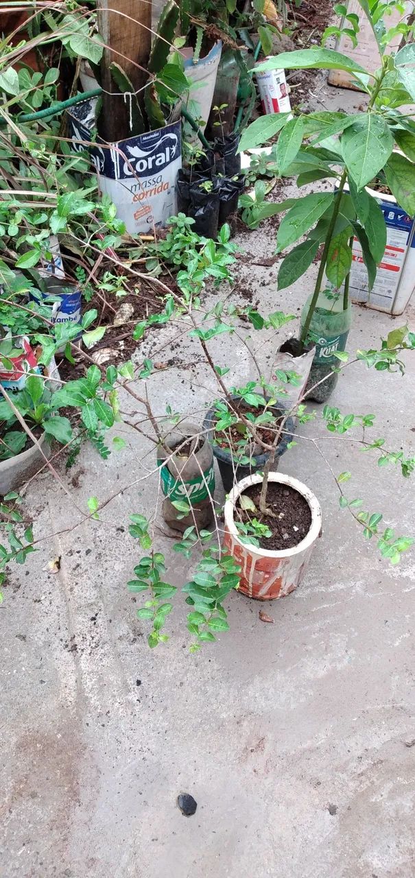 Pés acerola vermelha - Foto 5