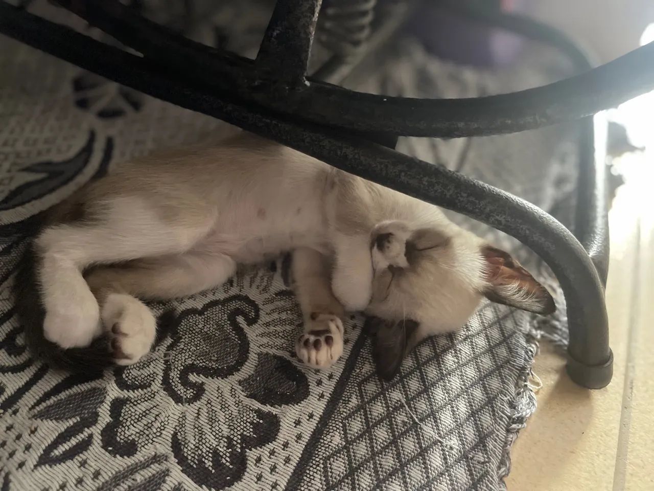 Para doação um macho e uma fêmea 