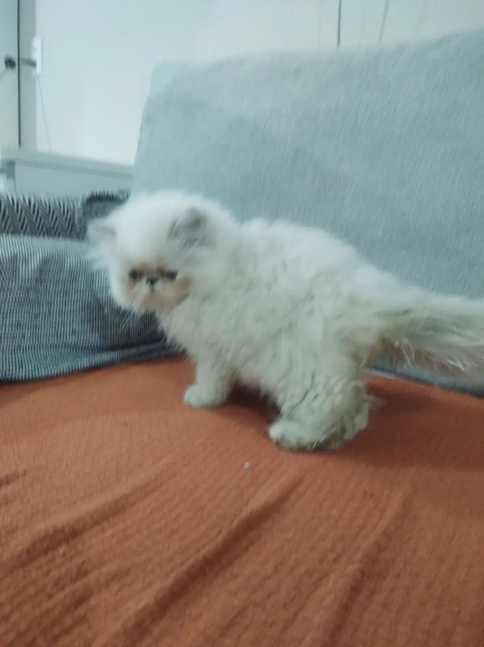 Filhotee de gato persas - Foto 2