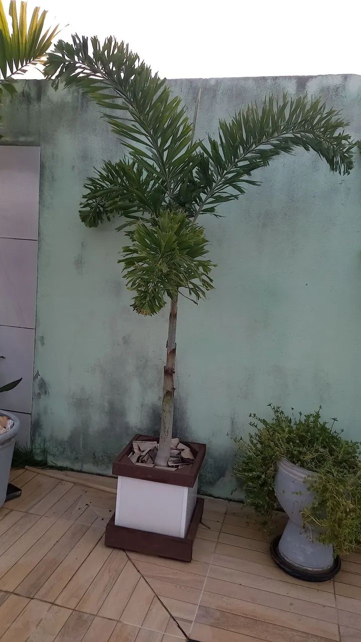 Vendo Palmeira rabo de raposa 