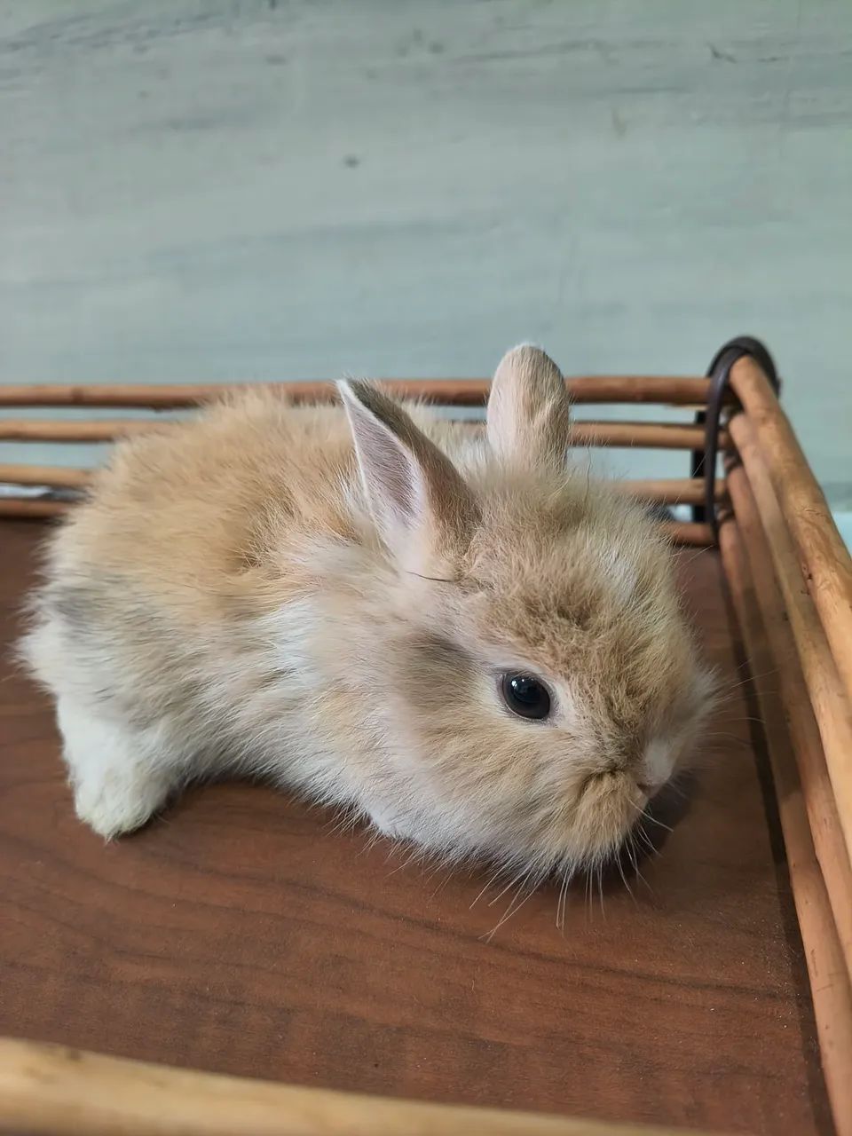 Coelhos Mini Lion - Foto 6