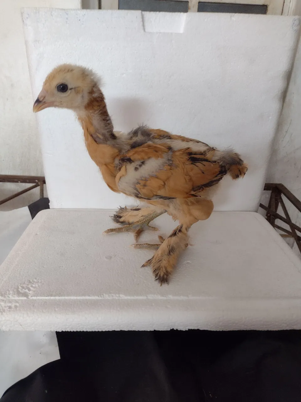 Pinto da raça Brahma