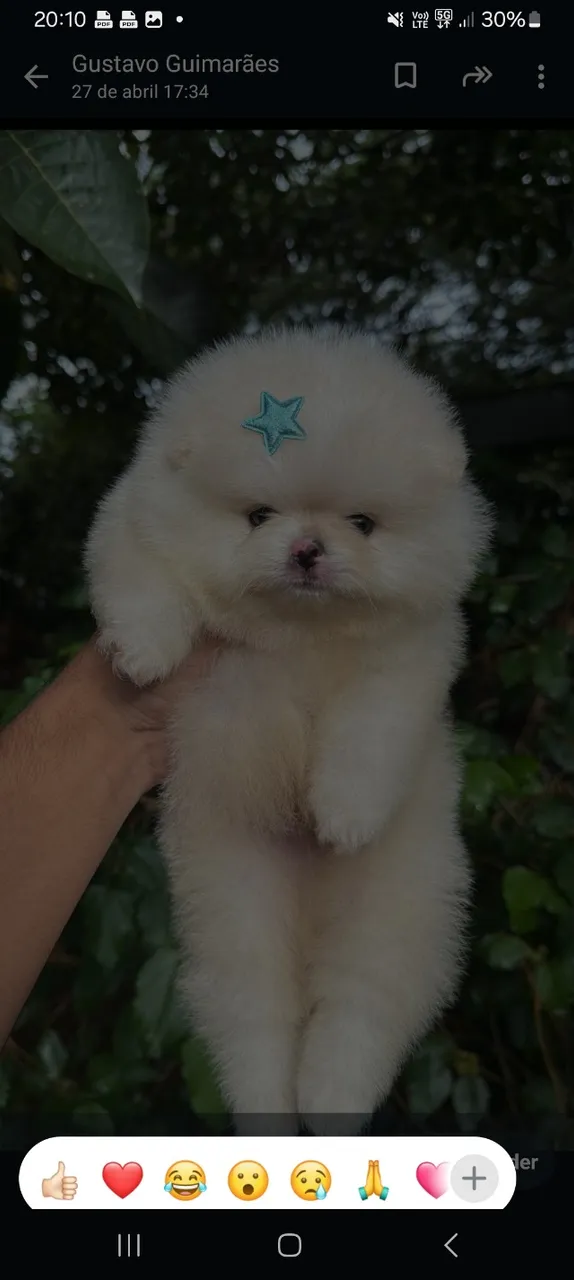 Spitz Alemão 