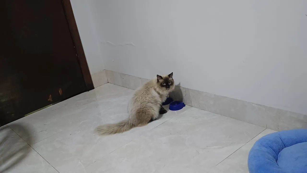 Gato persa a procura de namorada em Cuiabá MT 
