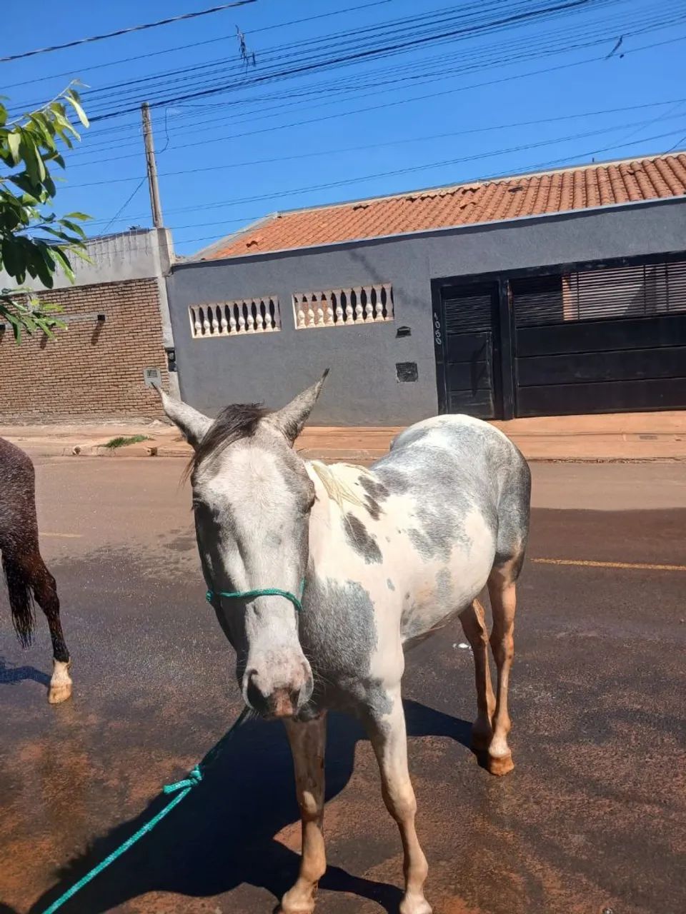 Vendo cavalo  - Foto 3