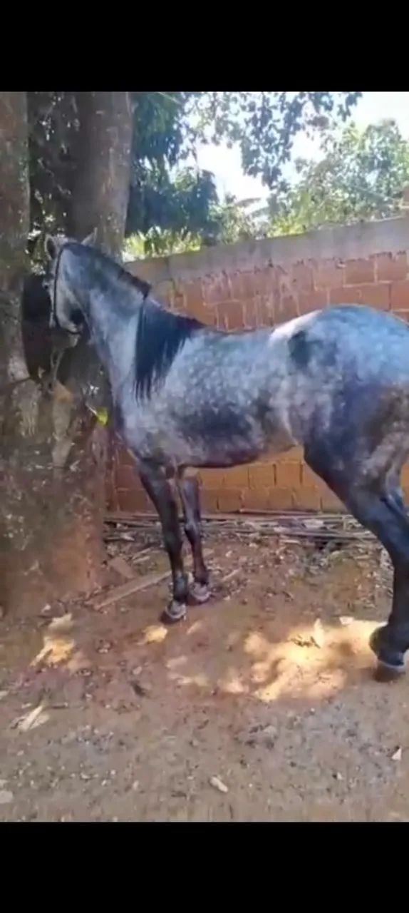 Cavalo american trotter  - Foto 3