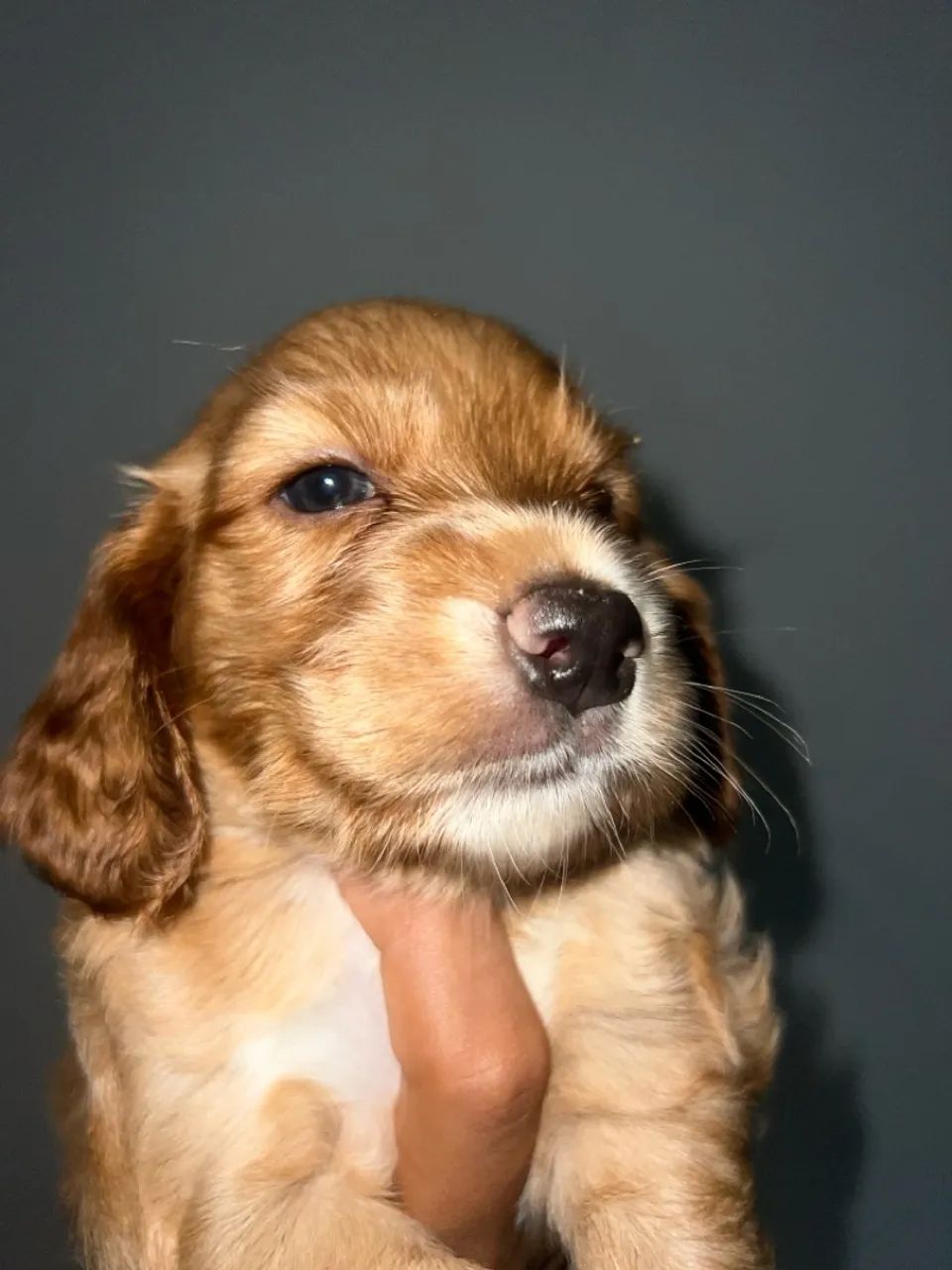Filhote de Cocker Spaniel Inglês - Foto 4