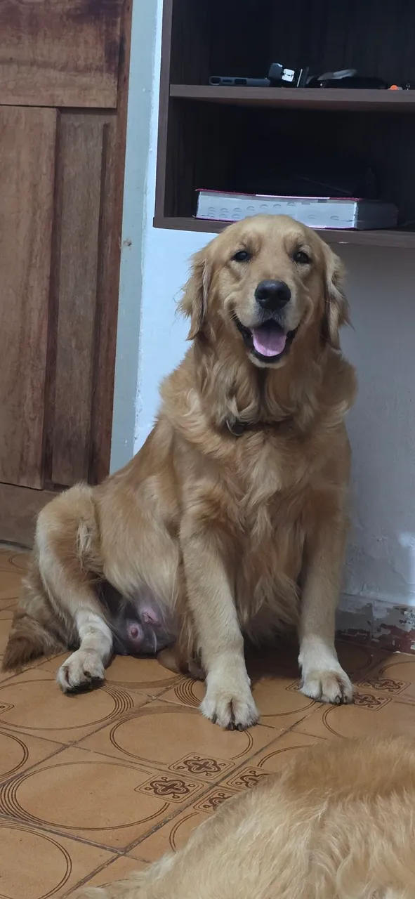 Golden Retriever Adorável e Feliz