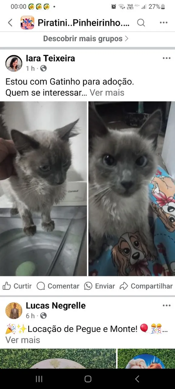 Gatinha Siamesa  linda para para adoção