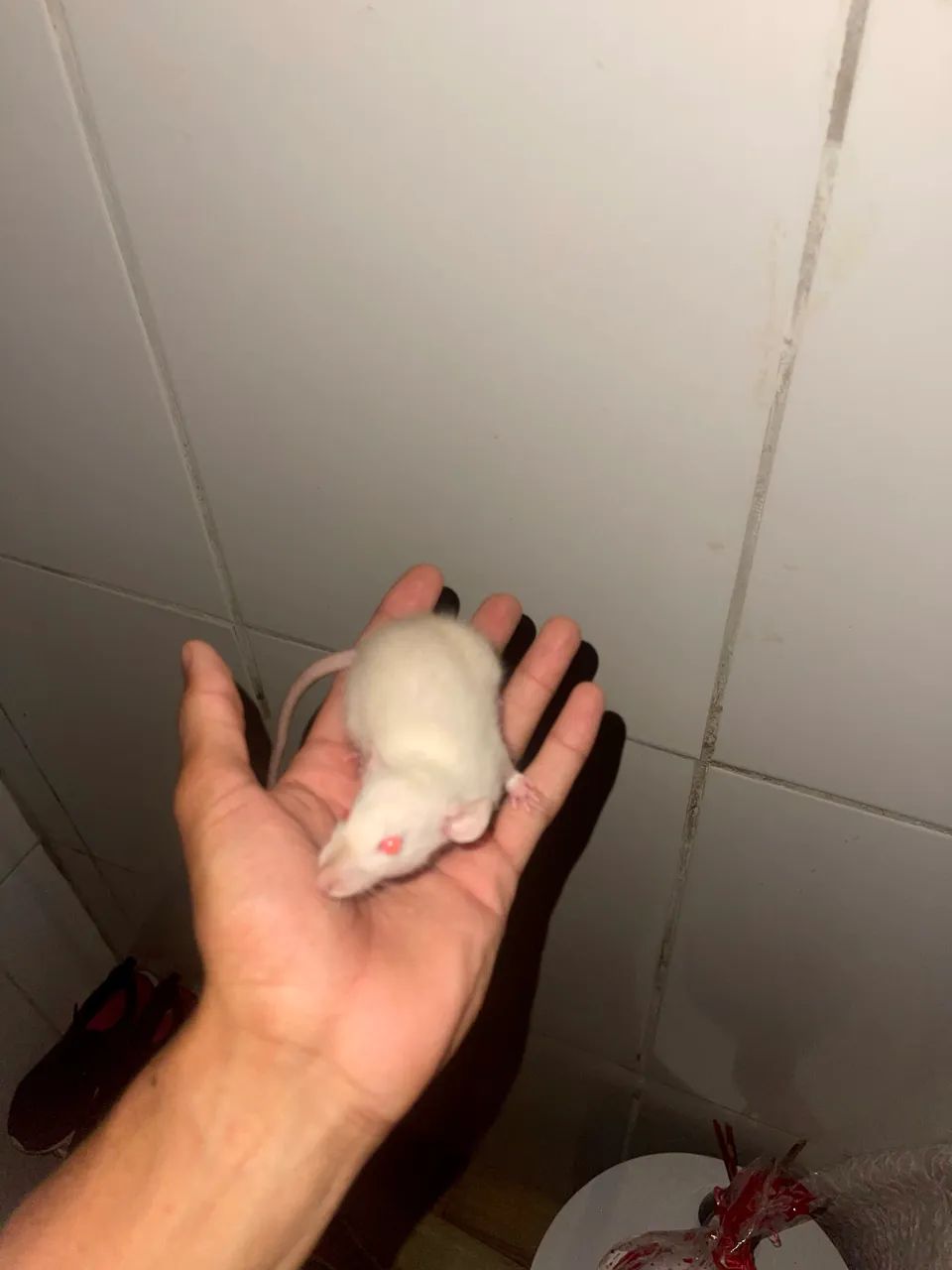 rato twister  - Foto 3