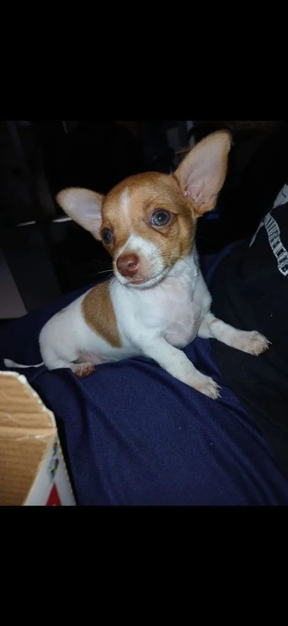 Pinscher macho