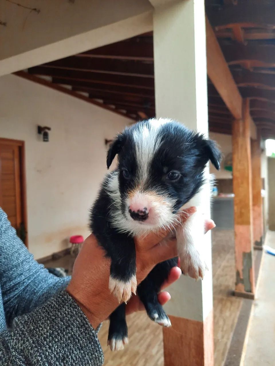 Vendo filhotes de Border Collie  - Foto 2