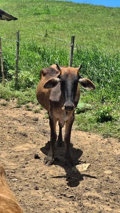 Vacas a venda! - Foto 5