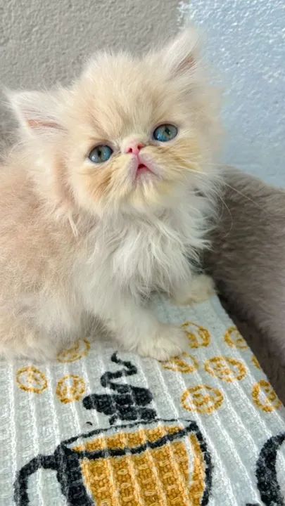 Gatos persas - Foto 3