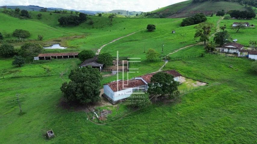 Fazenda totalmente mecanizada de 226 hectares com excelente topografia em São José da Laje - Foto 2