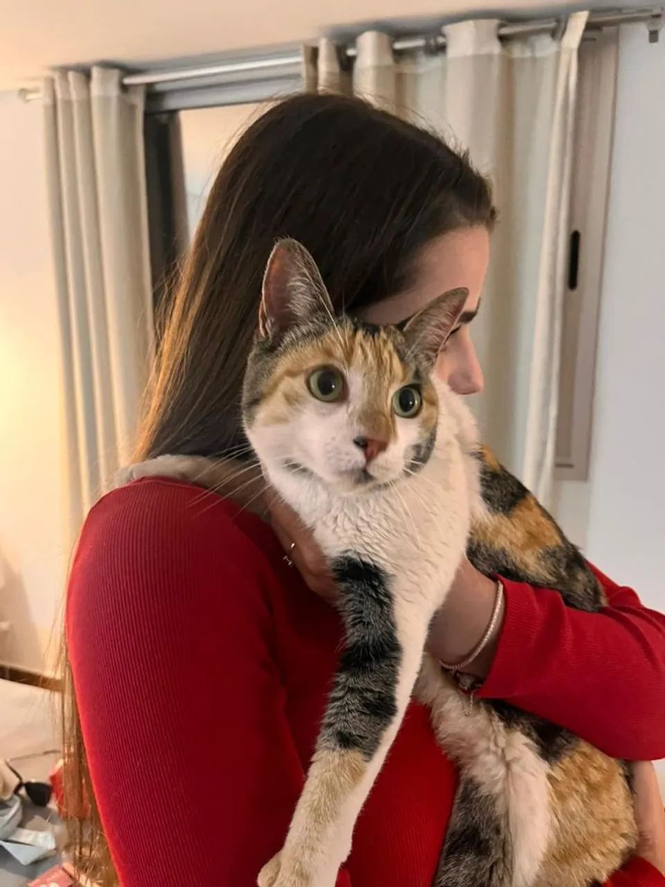 Gata tricolor jovem - Foto 2