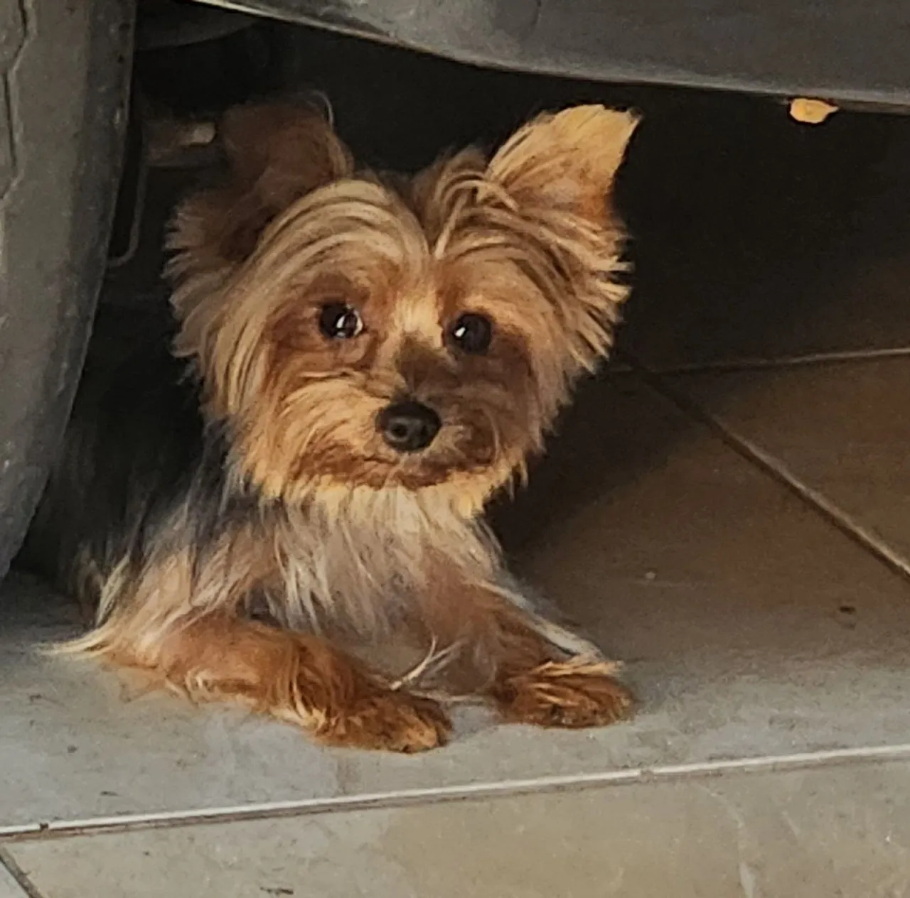 Yorkshire Terrier filhote para adoção