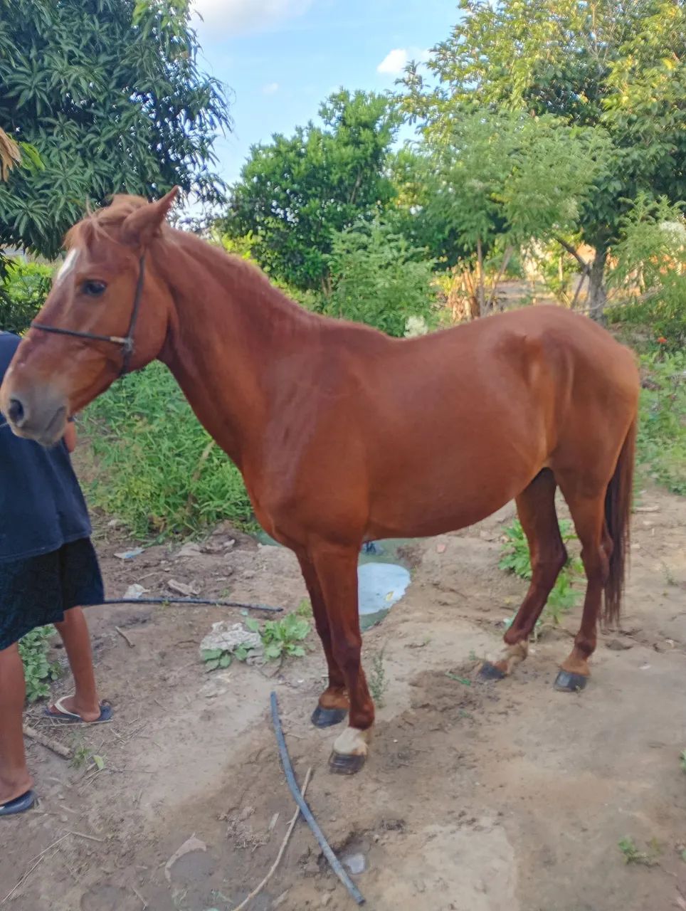 Cavalo manço e dócil. Já castrado interessado chamar no WhatsApp *57