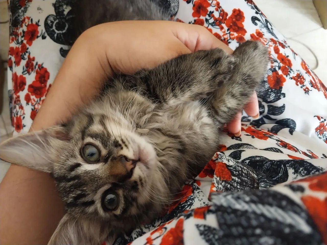 Doa-se gatinha macho 2 meses