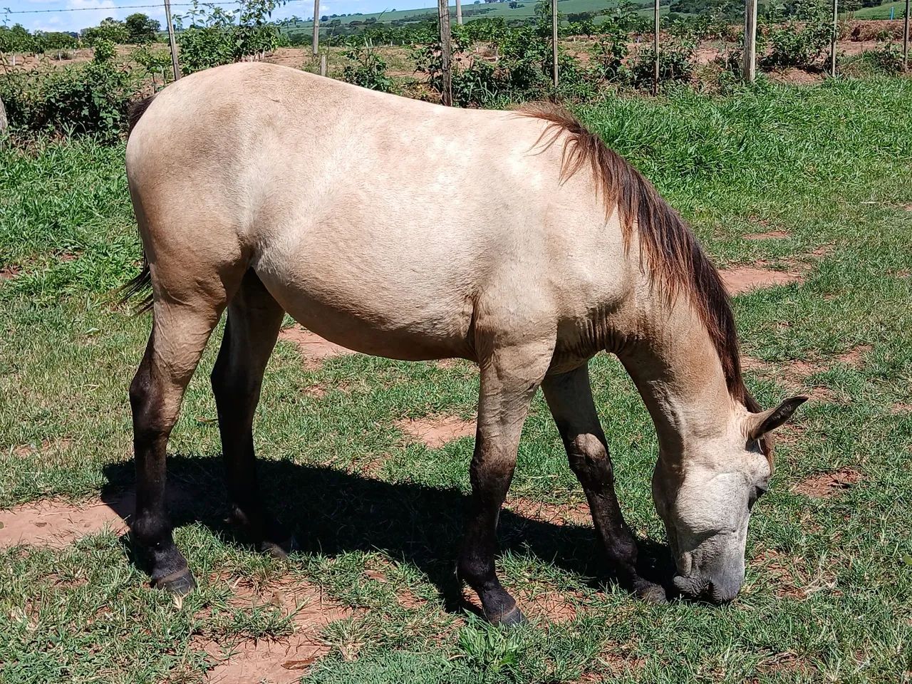 Vende  Egua  - Foto 5