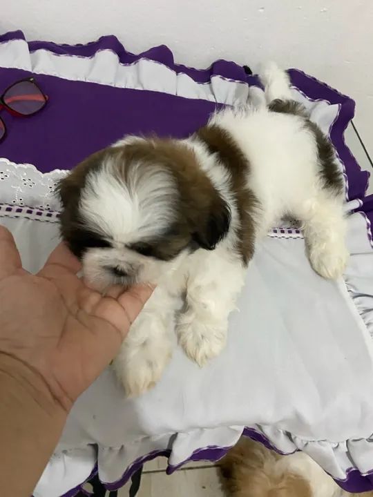 Filhote de shiatsu a venda - Foto 6