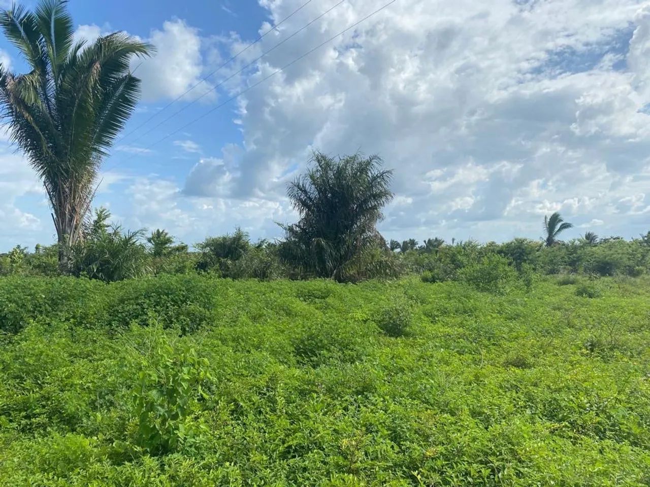 Terreno com área verde em local tranquilo - Foto 4